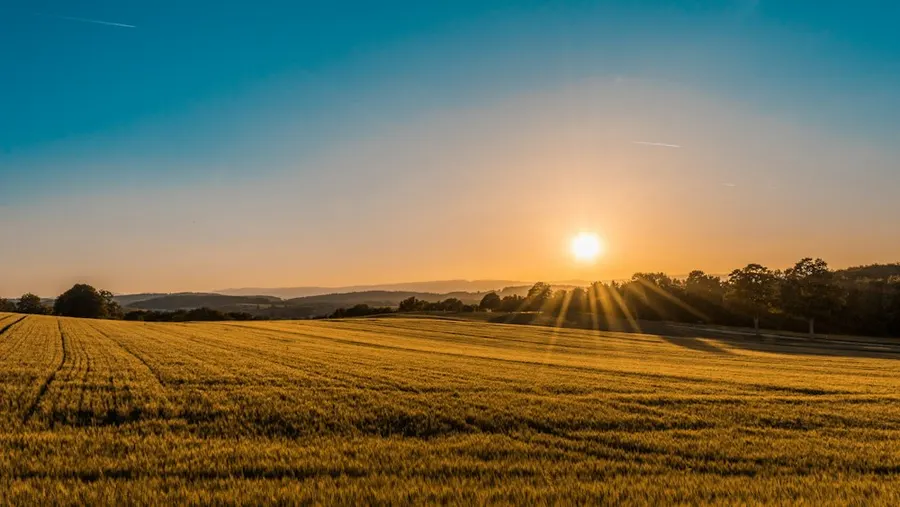 Open fields at golden hour